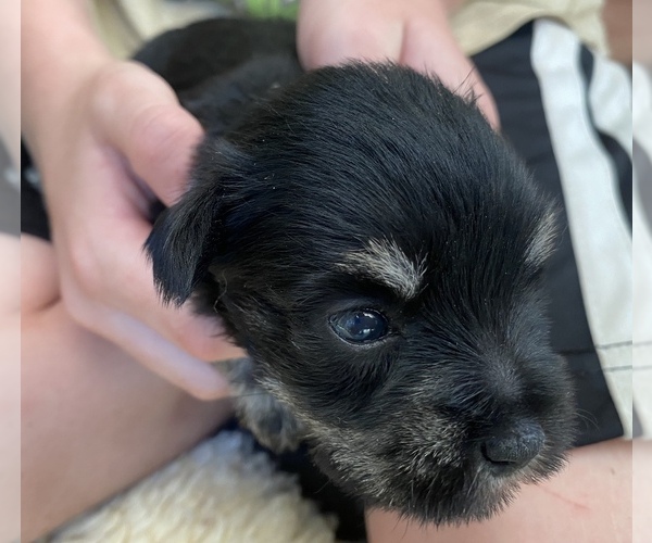 Medium Photo #1 Schnauzer (Miniature) Puppy For Sale in WEWAHITCHKA, FL, USA