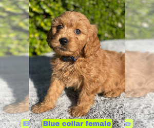Goldendoodle (Miniature) Puppy for sale in PORTERVILLE, CA, USA