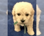 Small Photo #32 Poodle (Toy) Puppy For Sale in SAFFORD, AZ, USA