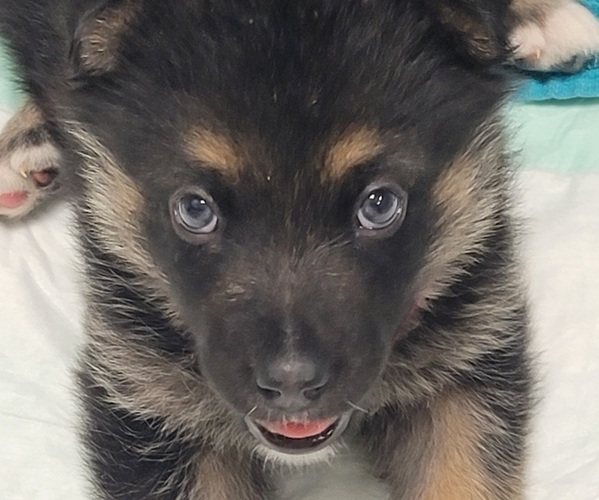 Medium Photo #1 Alaskan Shepherd Puppy For Sale in SHAWBORO, NC, USA