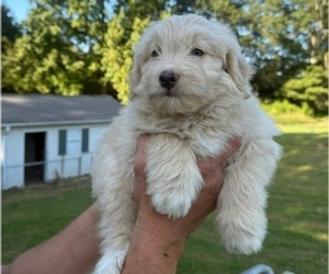 Medium Goldendoodle-Miniature Australian Shepherd Mix