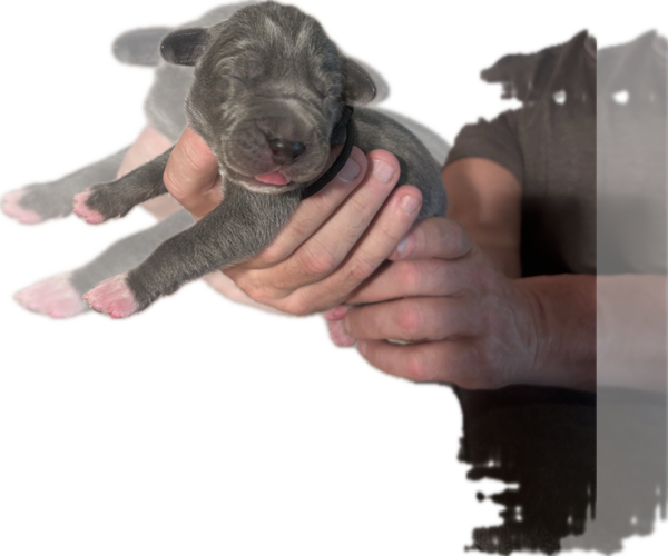 Medium Photo #1 Great Dane Puppy For Sale in WILLIS, TX, USA