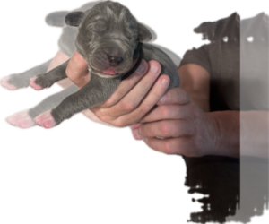 Great Dane Puppy for sale in WILLIS, TX, USA