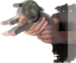 Small Great Dane