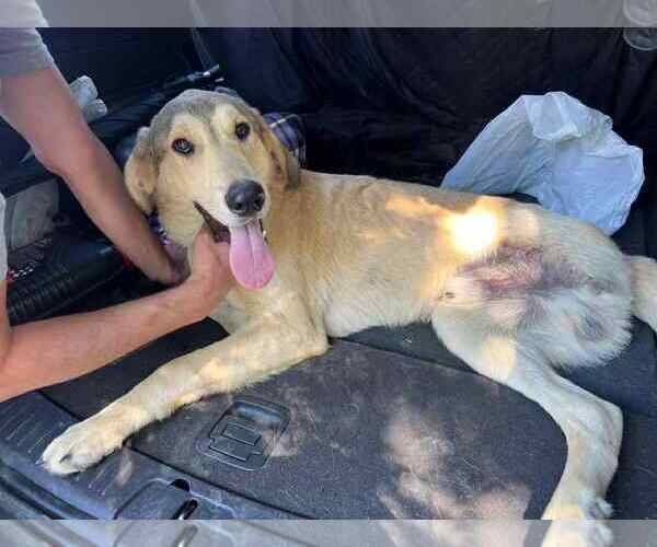 Medium Photo #4 Anatolian Shepherd-Unknown Mix Puppy For Sale in NYC, NY, USA