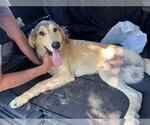 Small #3 Anatolian Shepherd Mix