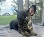 Small #2 French Bulldog