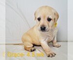 Puppy 3 Labrador Retriever
