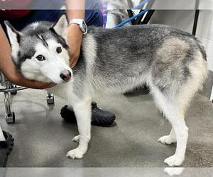 - Mix Dogs for adoption in Forestville, MD, USA