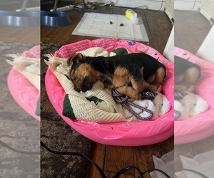 Yorkshire Terrier Puppy for sale in GOLDSBORO, NC, USA