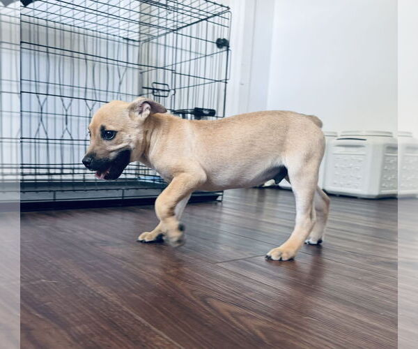 Medium Photo #16 Rat Terrier-Unknown Mix Puppy For Sale in Columbus, IN, USA