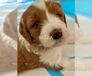 Golden Mountain Doodle Puppy for sale in GRAND JCT, CO, USA