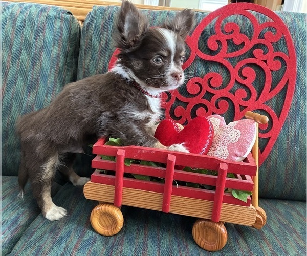 Medium Photo #2 Chihuahua Puppy For Sale in NEWVILLE, PA, USA