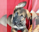 Small Photo #3 German Shepherd Dog Puppy For Sale in HOLDEN, MO, USA