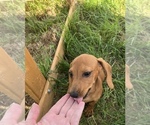 Small #4 Dachshund