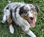 Small Photo #21 Miniature Australian Shepherd Puppy For Sale in EVERTON, MO, USA