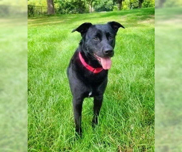 Medium Photo #7 Labrador Retriever-Unknown Mix Puppy For Sale in Minneapolis, MN, USA