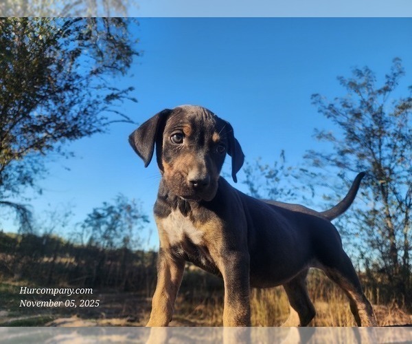 Medium Photo #3 Catahoula Leopard Dog Puppy For Sale in CUMBY, TX, USA