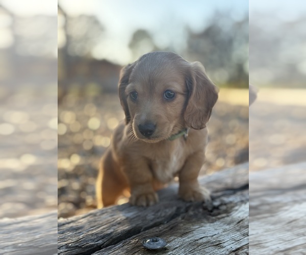 Medium Photo #1 Dachshund Puppy For Sale in MARSHFIELD, MO, USA