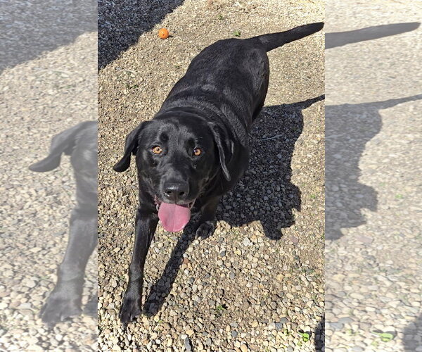 Medium Photo #1 Labrador Retriever Puppy For Sale in Estherville, IA, USA