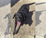 Small Labrador Retriever