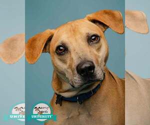 Isaac - Male Labrador Retriever-Unknown Mix Dog for Adoption - Photo #8