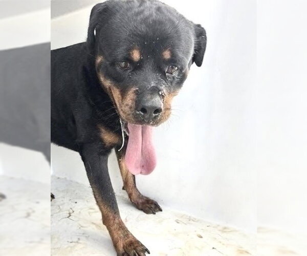 Medium Photo #1 Rottweiler Puppy For Sale in Houston, TX, USA