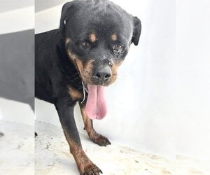 Rottweiler Dogs for adoption in Houston, TX, USA