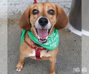 Mr. Parker - Male Mutt Dog for Adoption - Photo #4