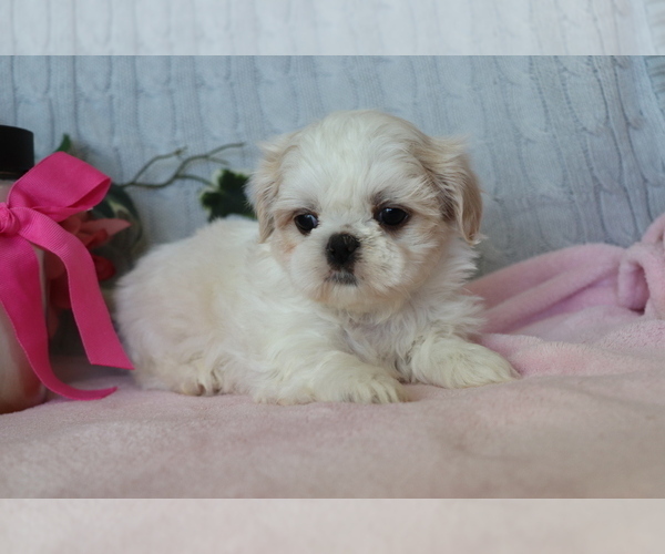 Medium Photo #4 Shih Tzu Puppy For Sale in SHILOH, OH, USA
