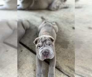 Chinese Shar-Pei Puppy for sale in HAGERSTOWN, MD, USA