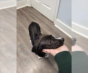American Pit Bull Terrier-Beagle Mix Puppy for sale in SAVANNAH, GA, USA