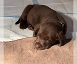 Small Photo #15 Labrador Retriever Puppy For Sale in SHELBY, NC, USA