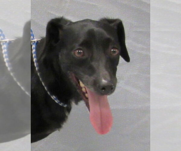 Medium Photo #4 Chiweenie Puppy For Sale in Conroe, TX, USA