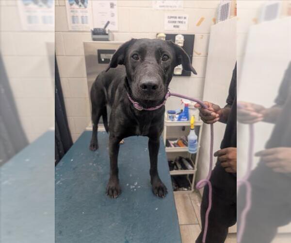 Medium Photo #1 Labrador Retriever Puppy For Sale in Mobile, AL, USA