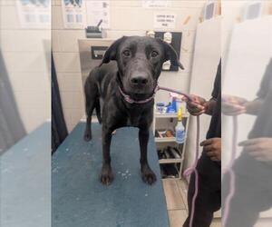 Labrador Retriever Dogs for adoption in Mobile, AL, USA