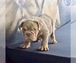 Small Photo #11 English Bulldog Puppy For Sale in TUCSON, AZ, USA
