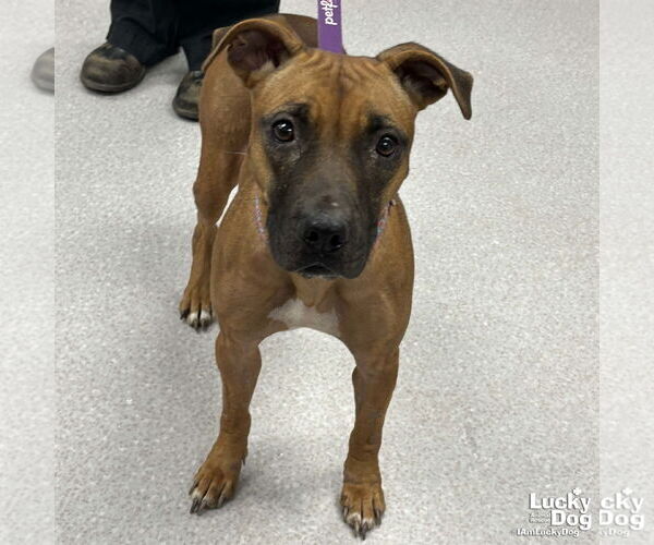 Medium Photo #1 Black Mouth Cur-Rhodesian Ridgeback Mix Puppy For Sale in Washington, DC, USA