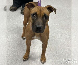 Medium Black Mouth Cur-Rhodesian Ridgeback Mix