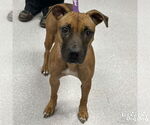 Small Black Mouth Cur-Rhodesian Ridgeback Mix