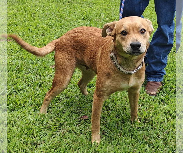 Medium Photo #13 Labrador Retriever-Unknown Mix Puppy For Sale in Talladega, AL, USA