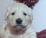Small #3 Golden Retriever