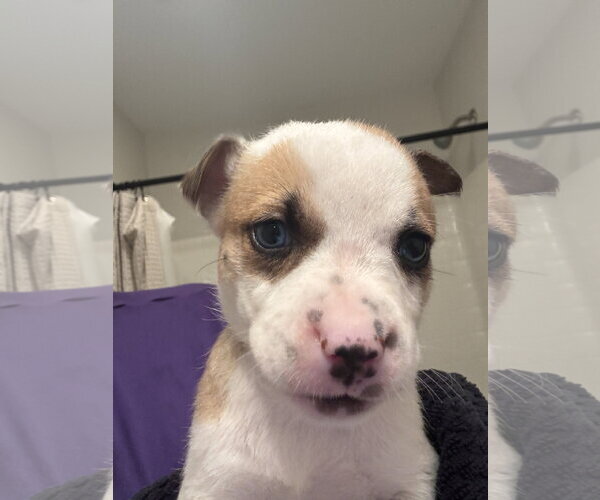 Medium Photo #2 Catahoula Leopard Dog-Mountain Cur Mix Puppy For Sale in Holly Springs, NC, USA