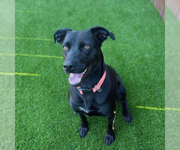 Medium Photo #3 German Shorthaired Lab Puppy For Sale in San Diego, CA, USA