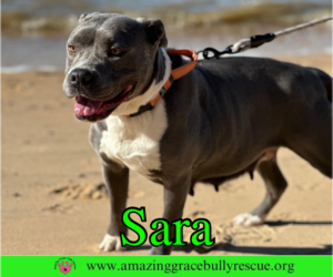 Sara - Female American Pit Bull Terrier-Unknown Mix Dog for Adoption - Photo #3