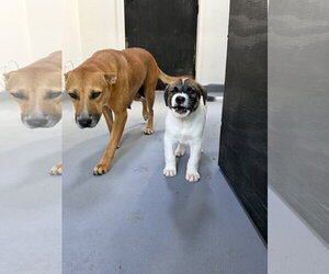 Labrador Retriever-Unknown Mix Dogs for adoption in The Woodlands, TX, USA