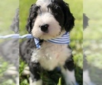 Small Photo #17 Bernedoodle Puppy For Sale in FLEMING ISLAND, FL, USA