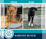 Small #3 Labrador Retriever Mix
