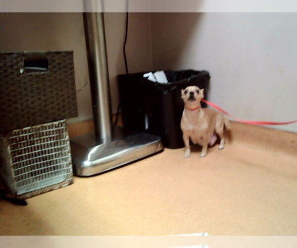 Medium Photo #1 Chihuahua-Unknown Mix Puppy For Sale in Martinez, CA, USA