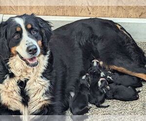 Mother of the Bernese Mountain Dog puppies born on 02/19/2025